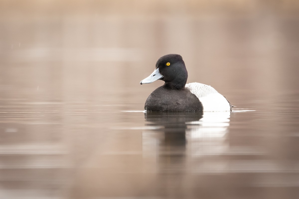 Lesser Scaup - ML560918351