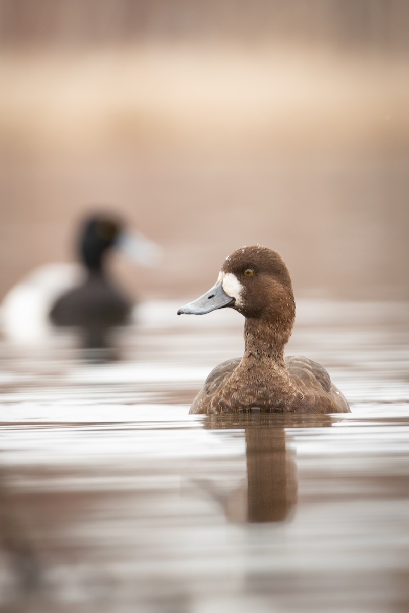 Lesser Scaup - ML560918361