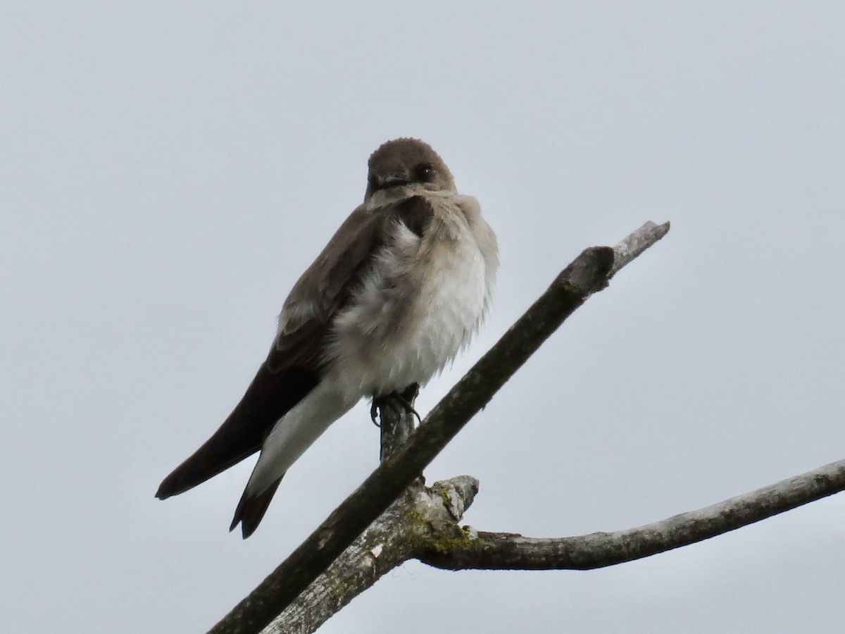 Northern Rough-winged Swallow - ML560918711