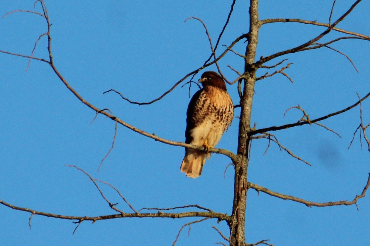 Red-tailed Hawk - ML560919521