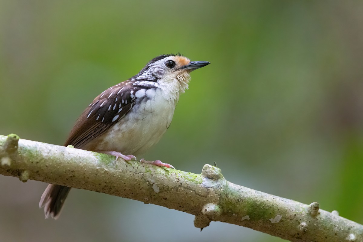 Striped Wren-Babbler - JJ Harrison