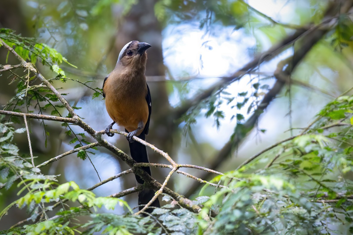 Bornean Treepie - ML560922391