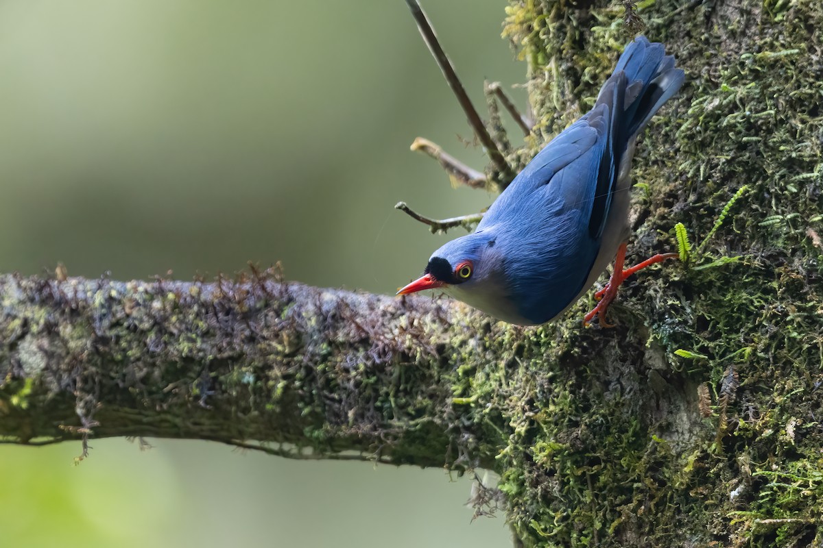 Velvet-fronted Nuthatch - ML560922741