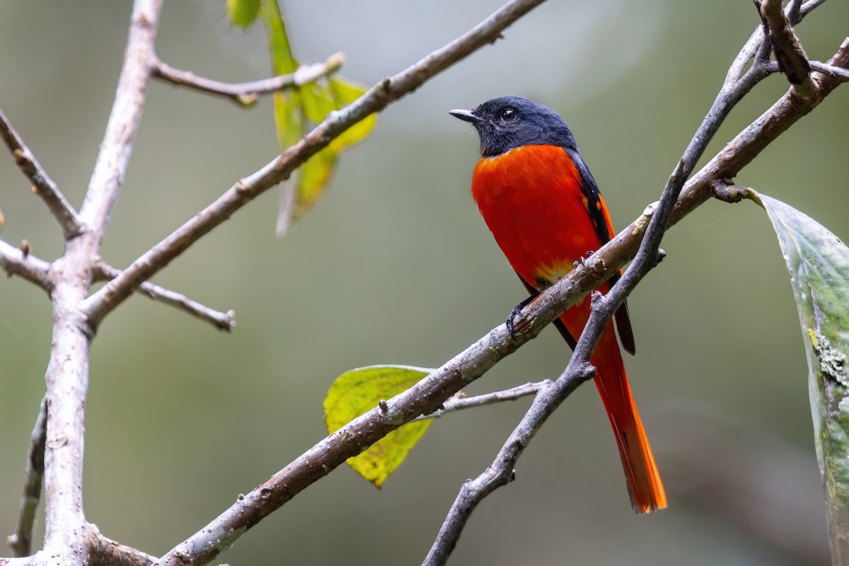 Gray-chinned Minivet (Gray-throated) - ML560922821