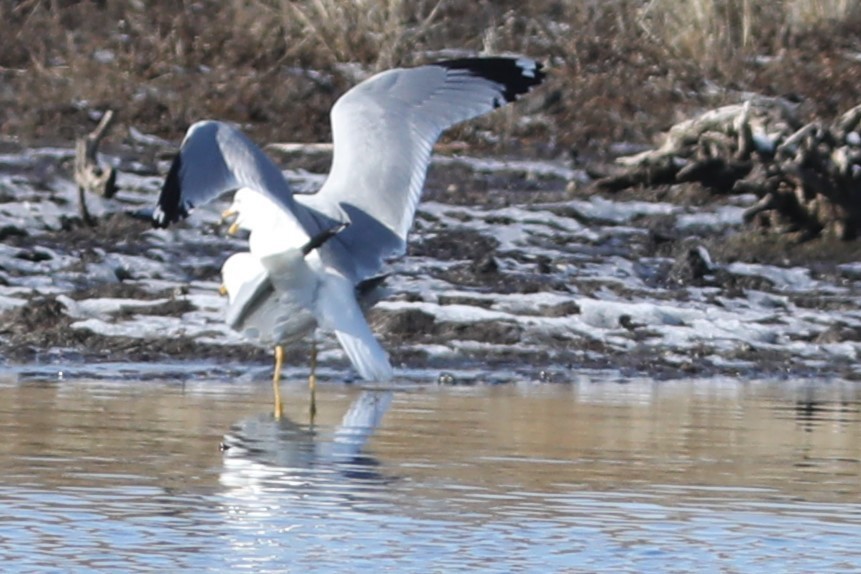 Ring-billed Gull - ML560922891