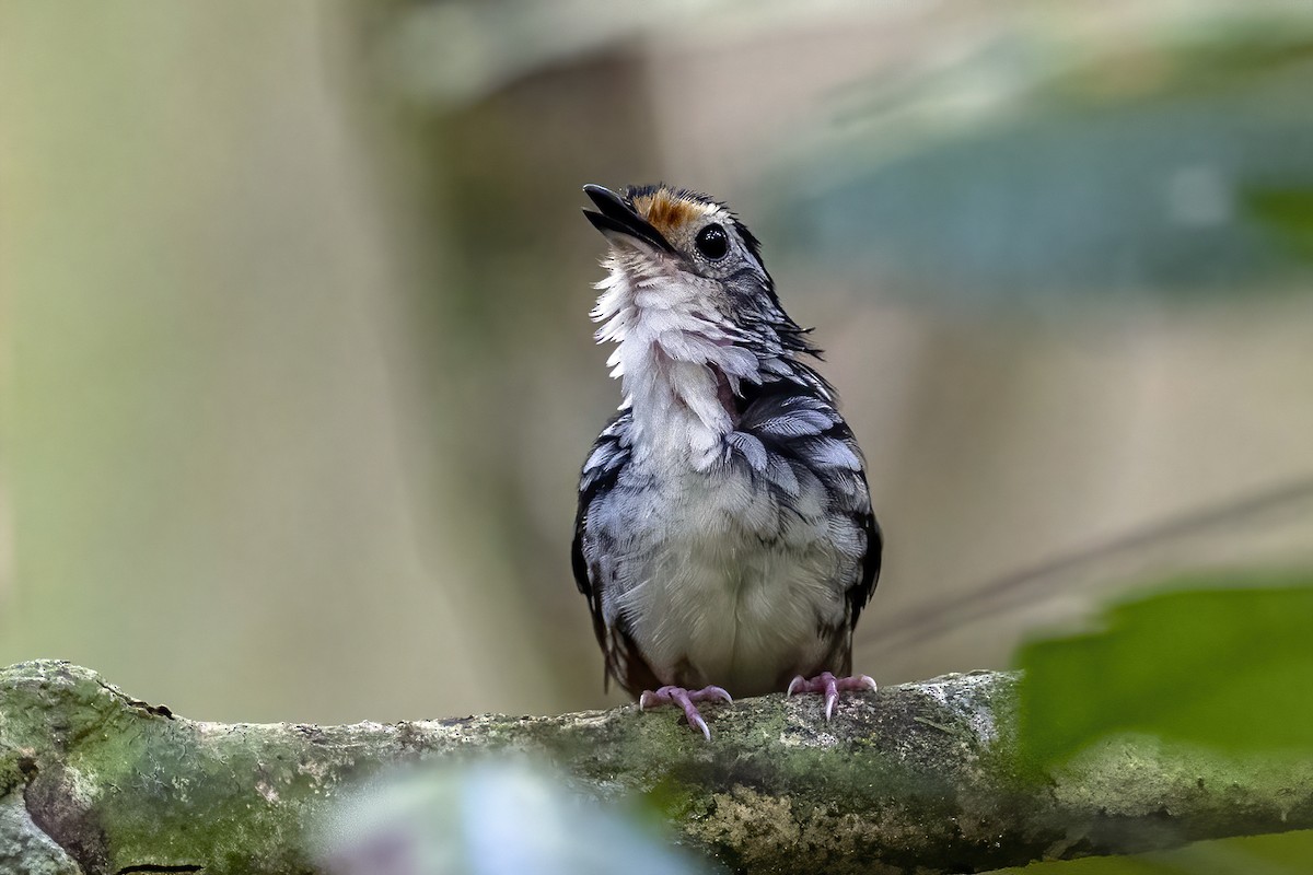 Striped Wren-Babbler - Su Li