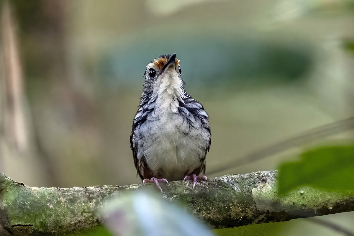 Striped Wren-Babbler - Su Li