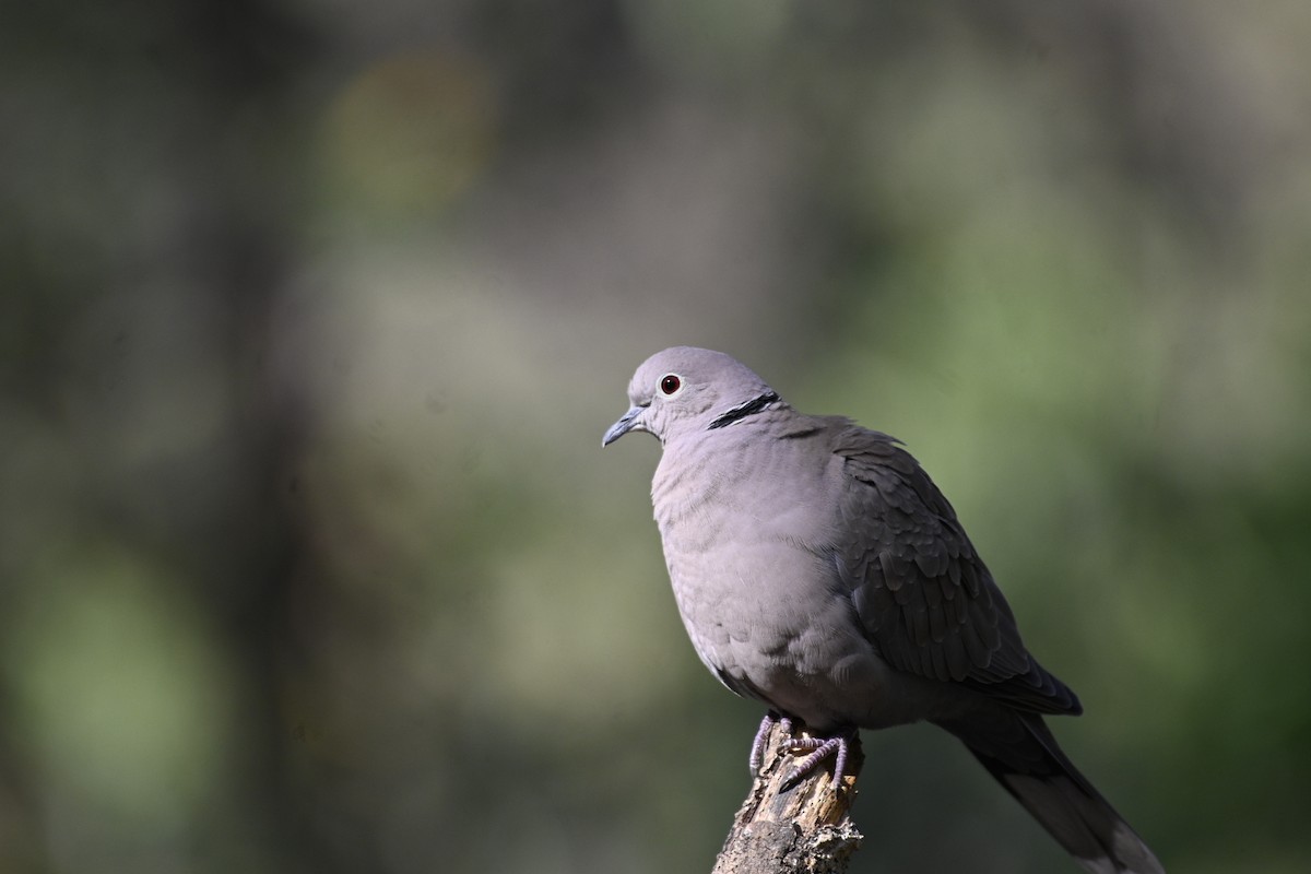 Eurasian Collared-Dove - Anshu Arora