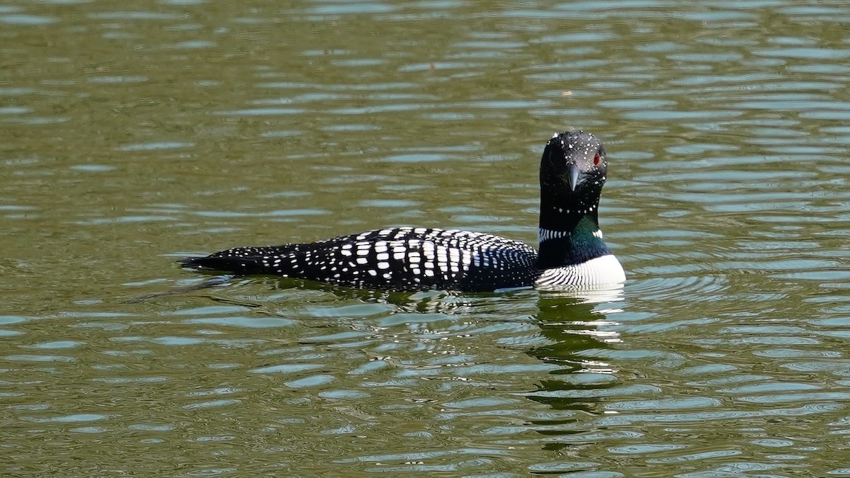 Common Loon - fototaker Tony