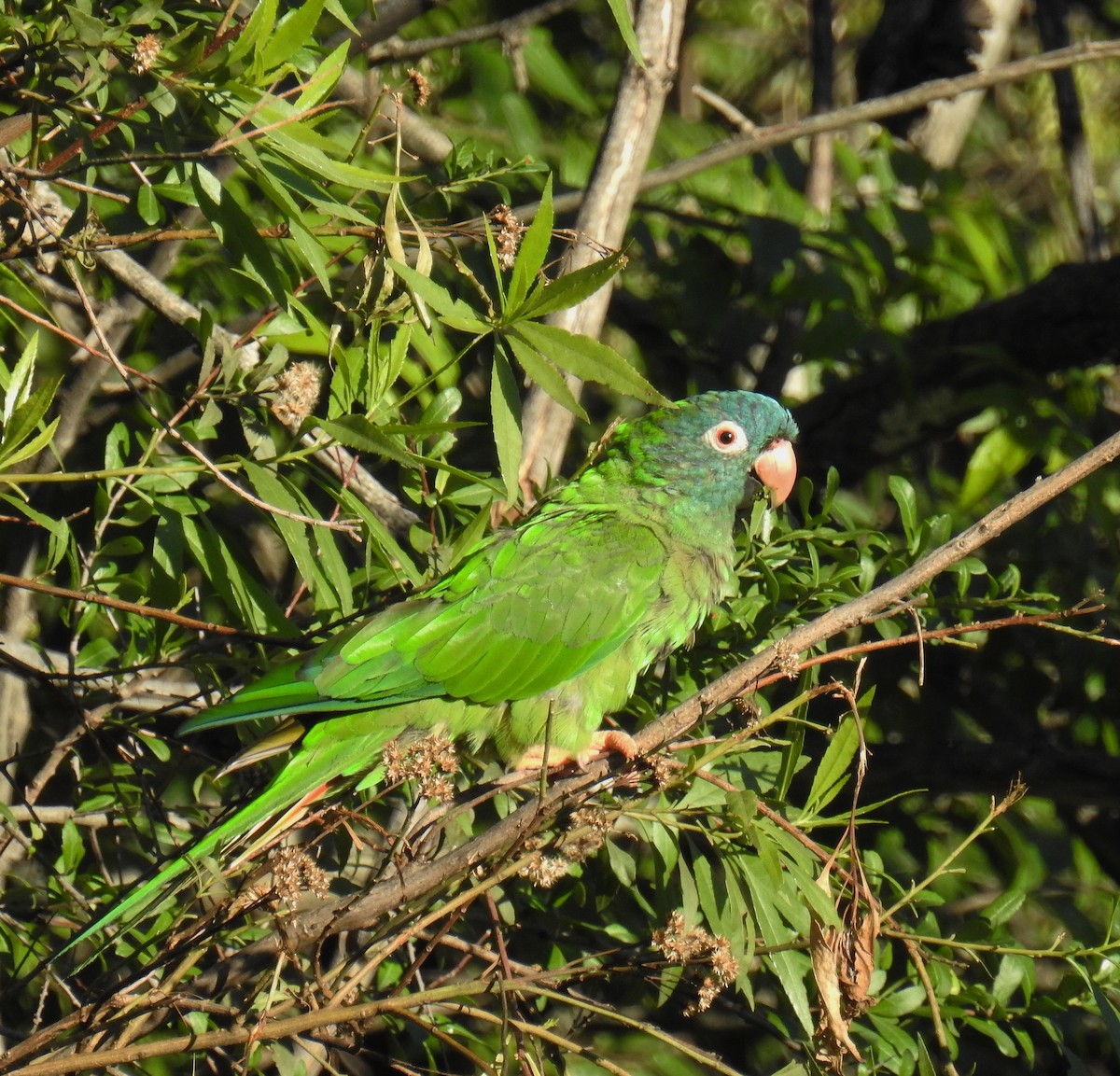 Blue-crowned Parakeet - ML560924391