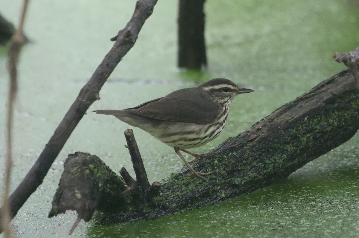 lesňáček olšový - ML560924621