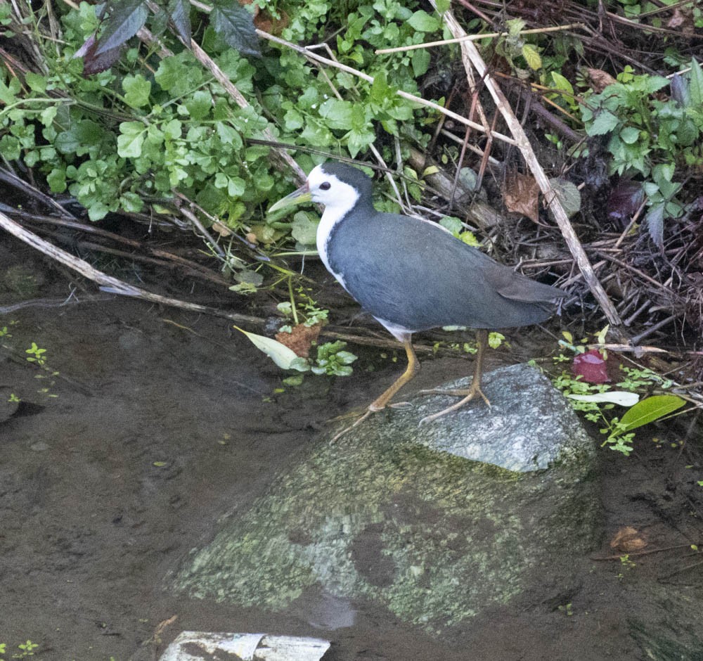 White-breasted Waterhen - ML560924801