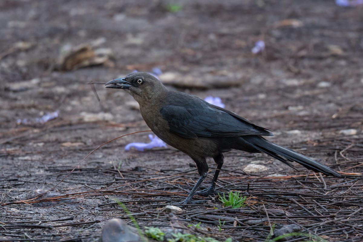 Great-tailed Grackle - ML560926511