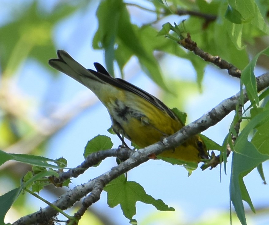 Pine Warbler - Jacki Gerber