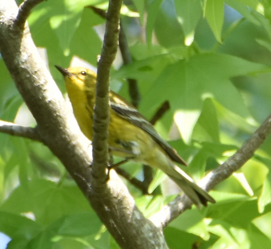 Pine Warbler - Jacki Gerber