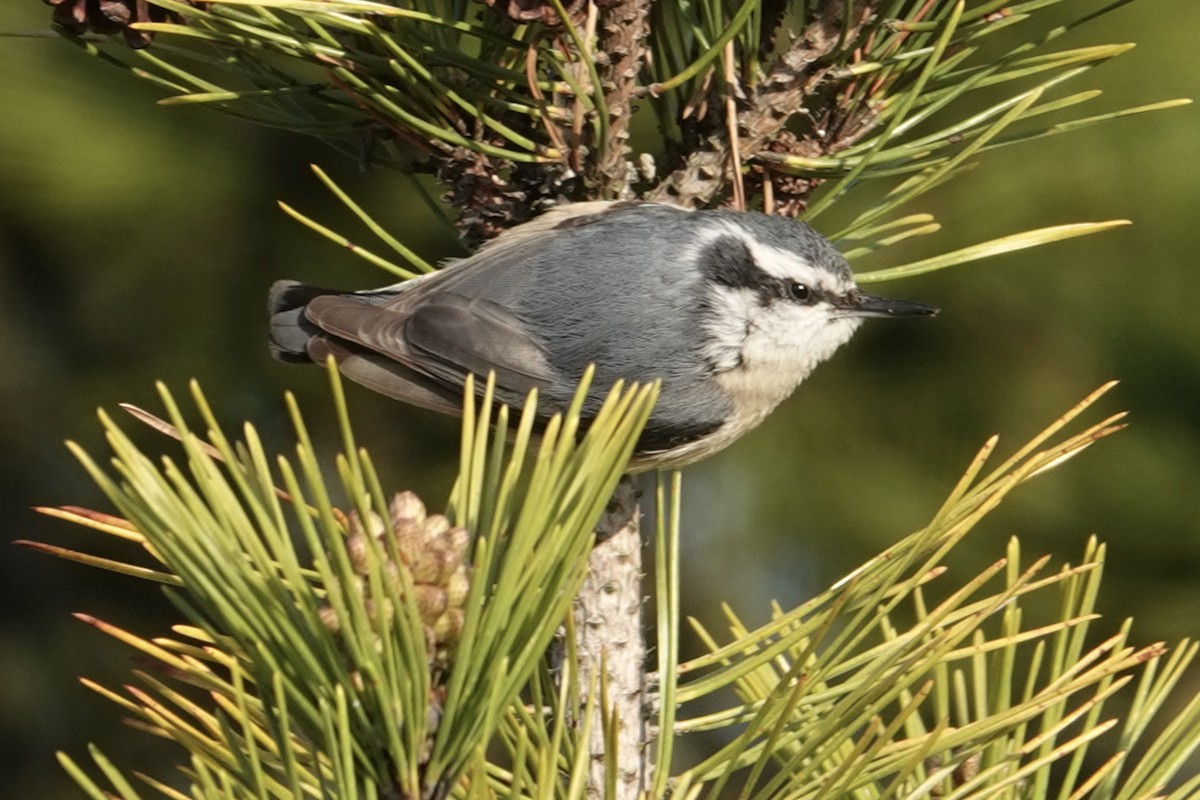 Red-breasted Nuthatch - ML560927761