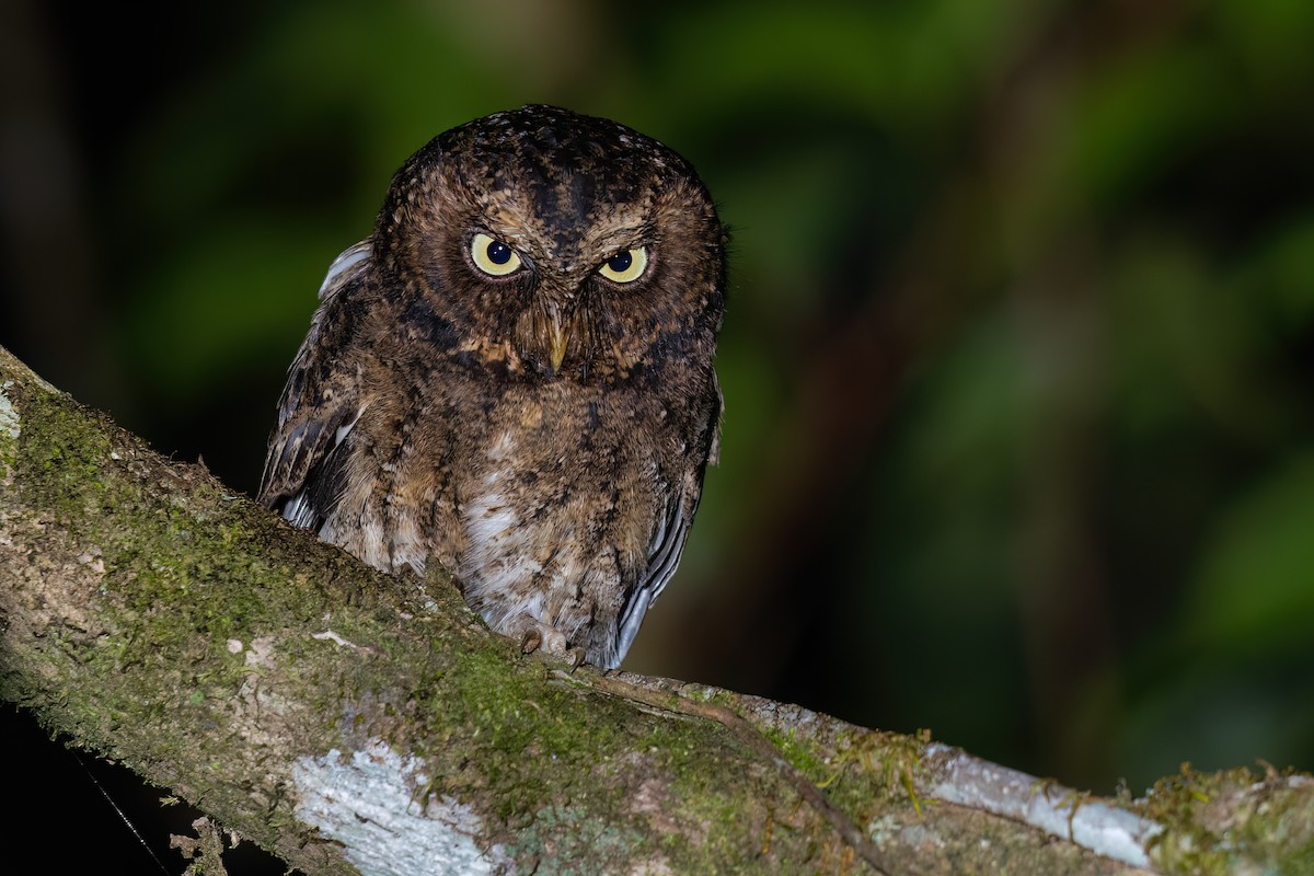 Mountain Scops-Owl - ML560927781