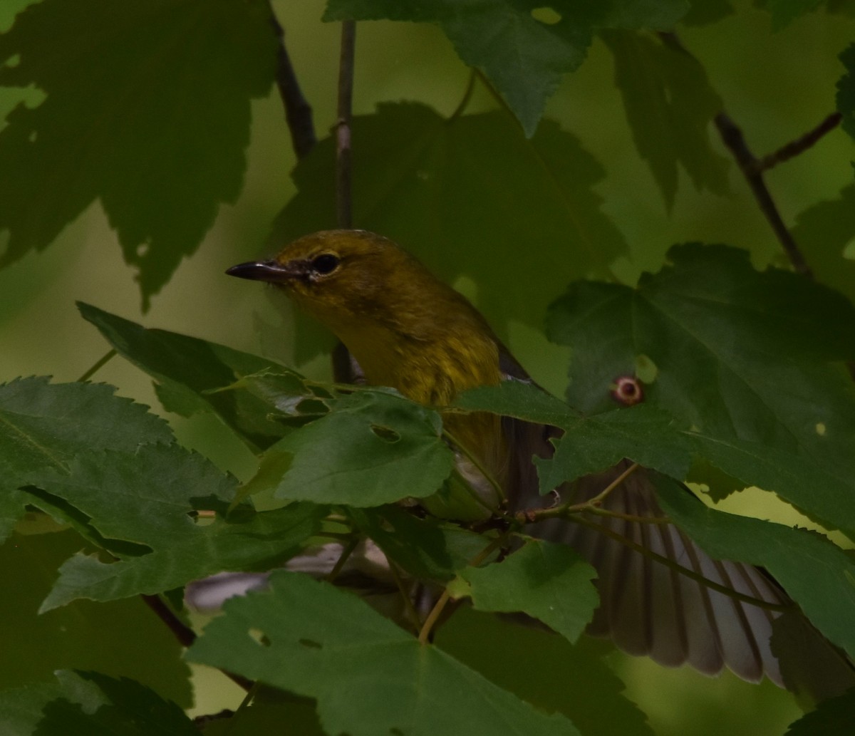 Pine Warbler - Jacki Gerber