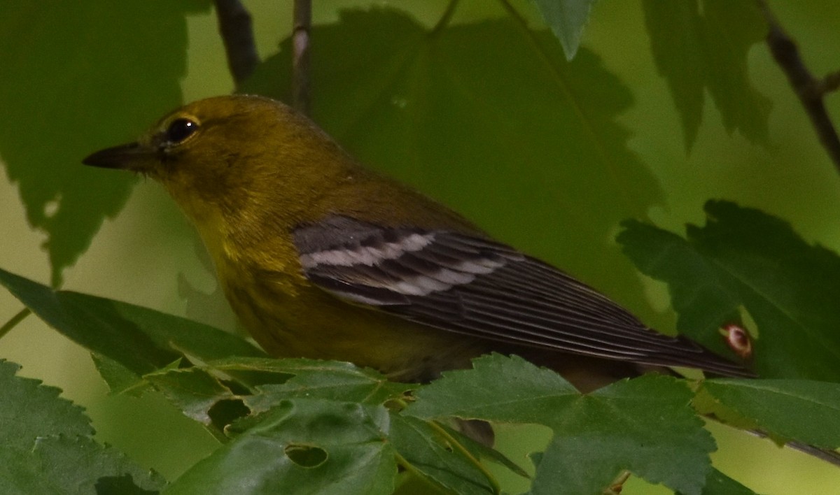 Pine Warbler - Jacki Gerber