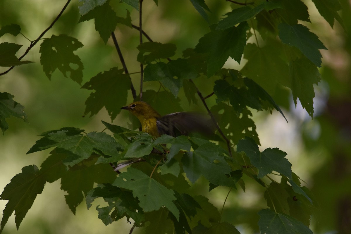 Pine Warbler - Jacki Gerber