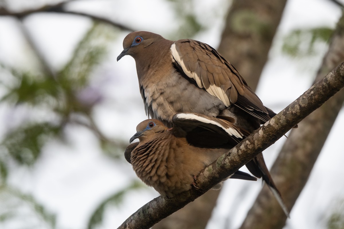 White-winged Dove - ML560929011