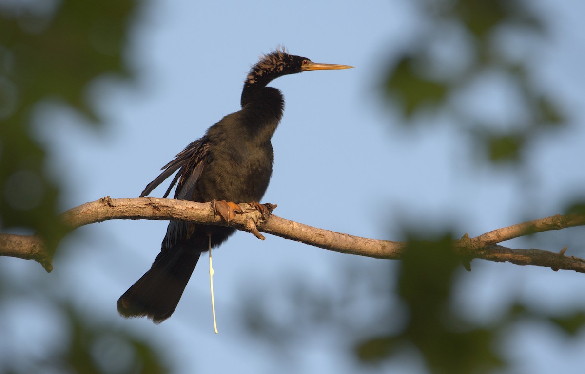 Anhinga - ML560929191