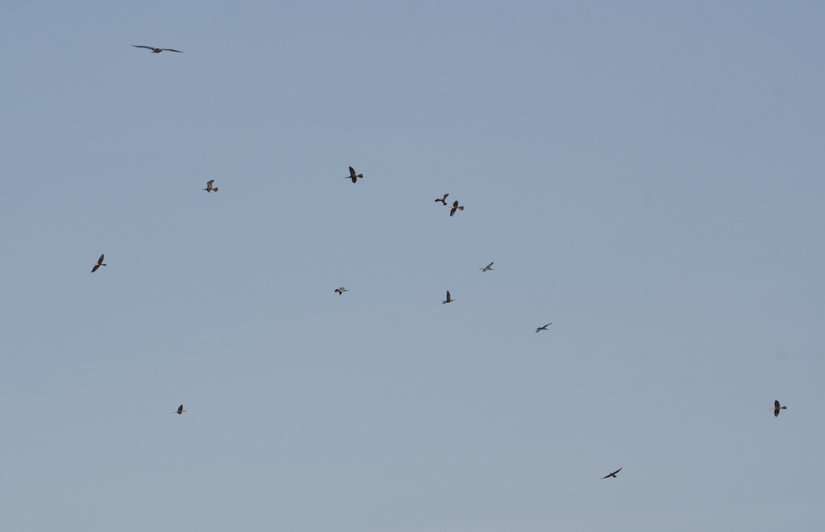 Anhinga - ML560929221