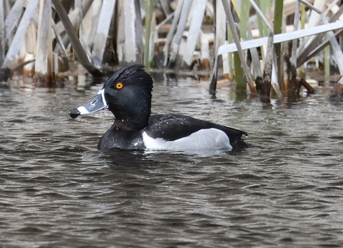 Ring-necked Duck - Jim Parker