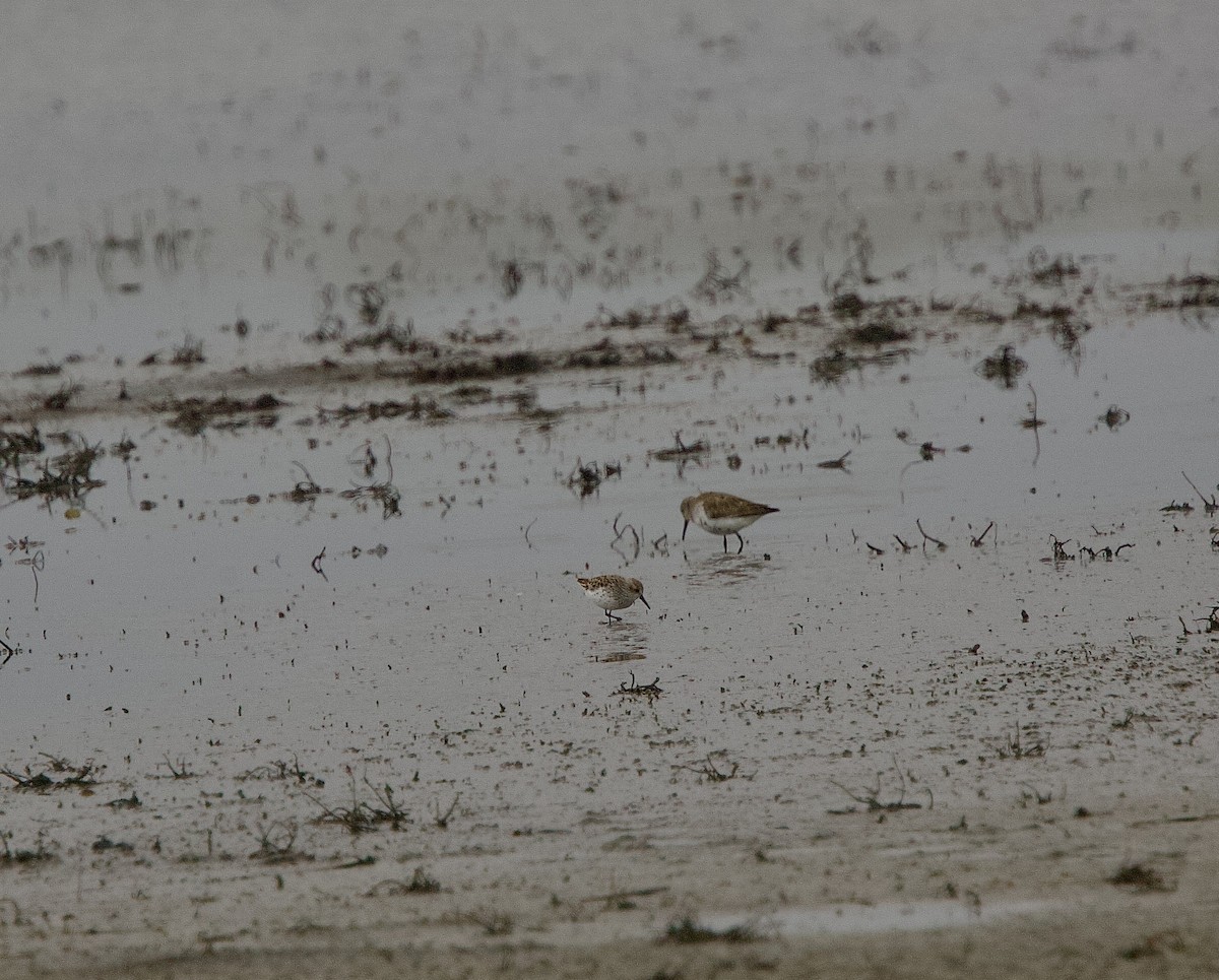 Western Sandpiper - Paul Miller