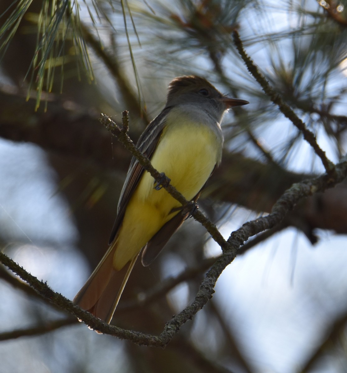 Great Crested Flycatcher - ML560931601