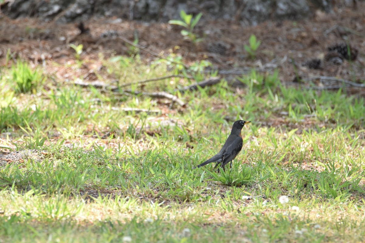 American Robin - ML560931771