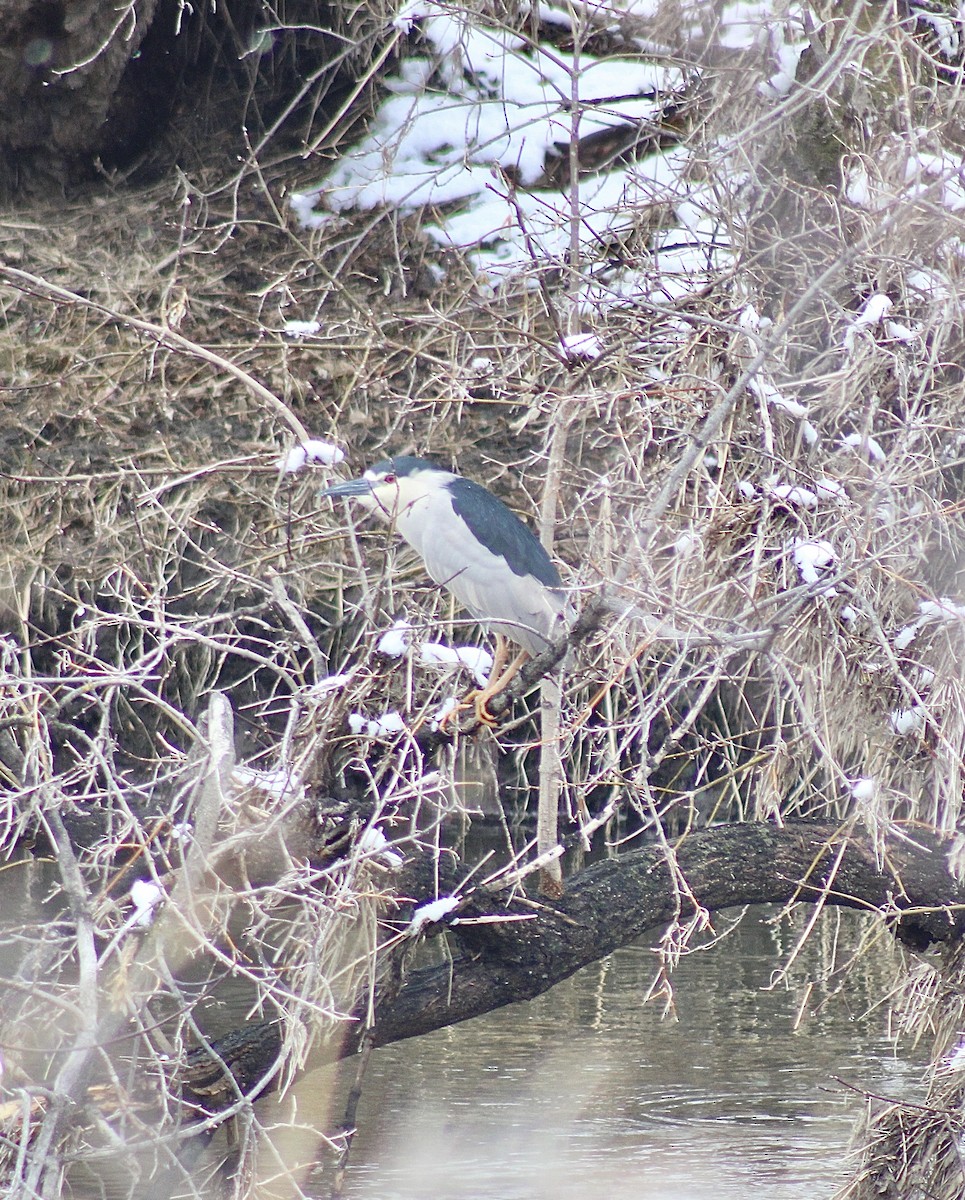 Black-crowned Night Heron - ML560932151