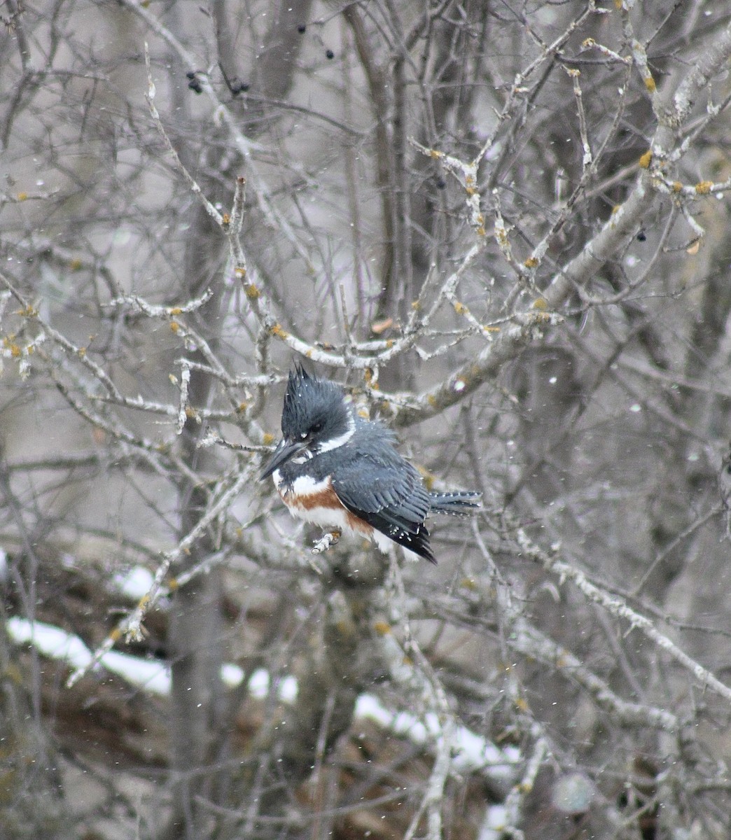 Belted Kingfisher - ML560933071