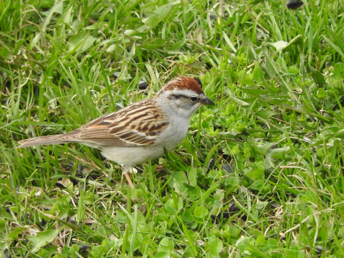 Chipping Sparrow - Scott Gibson