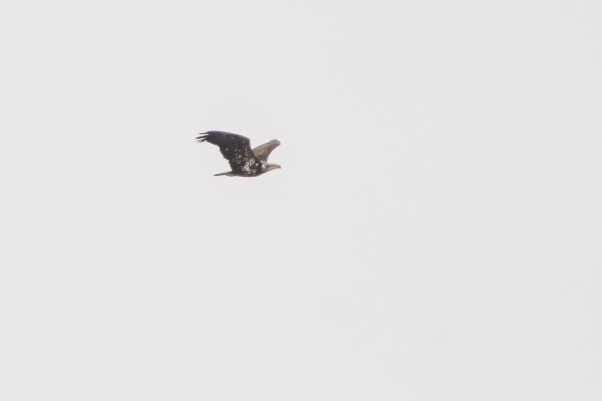 Bald Eagle - ML560933561