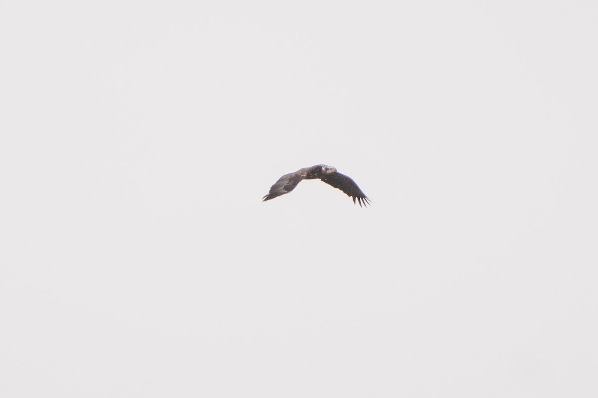 Bald Eagle - ML560933641