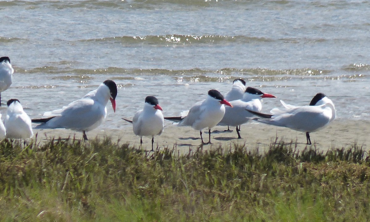 Caspian Tern - ML56093371