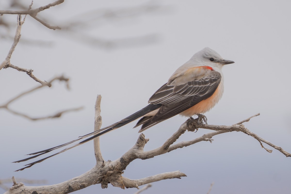 Scissor-tailed Flycatcher - ML560933771