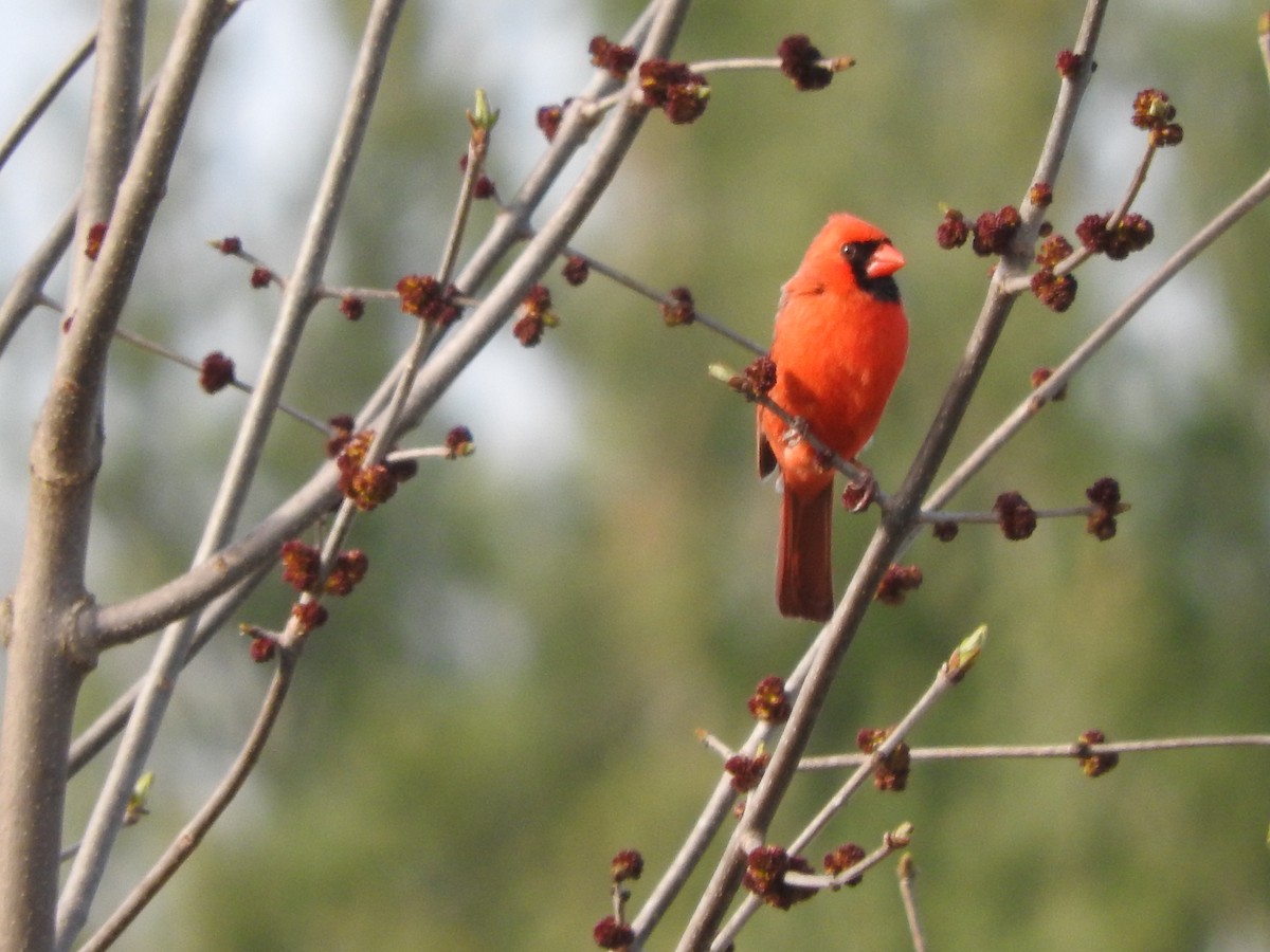 Northern Cardinal - Scott Gibson