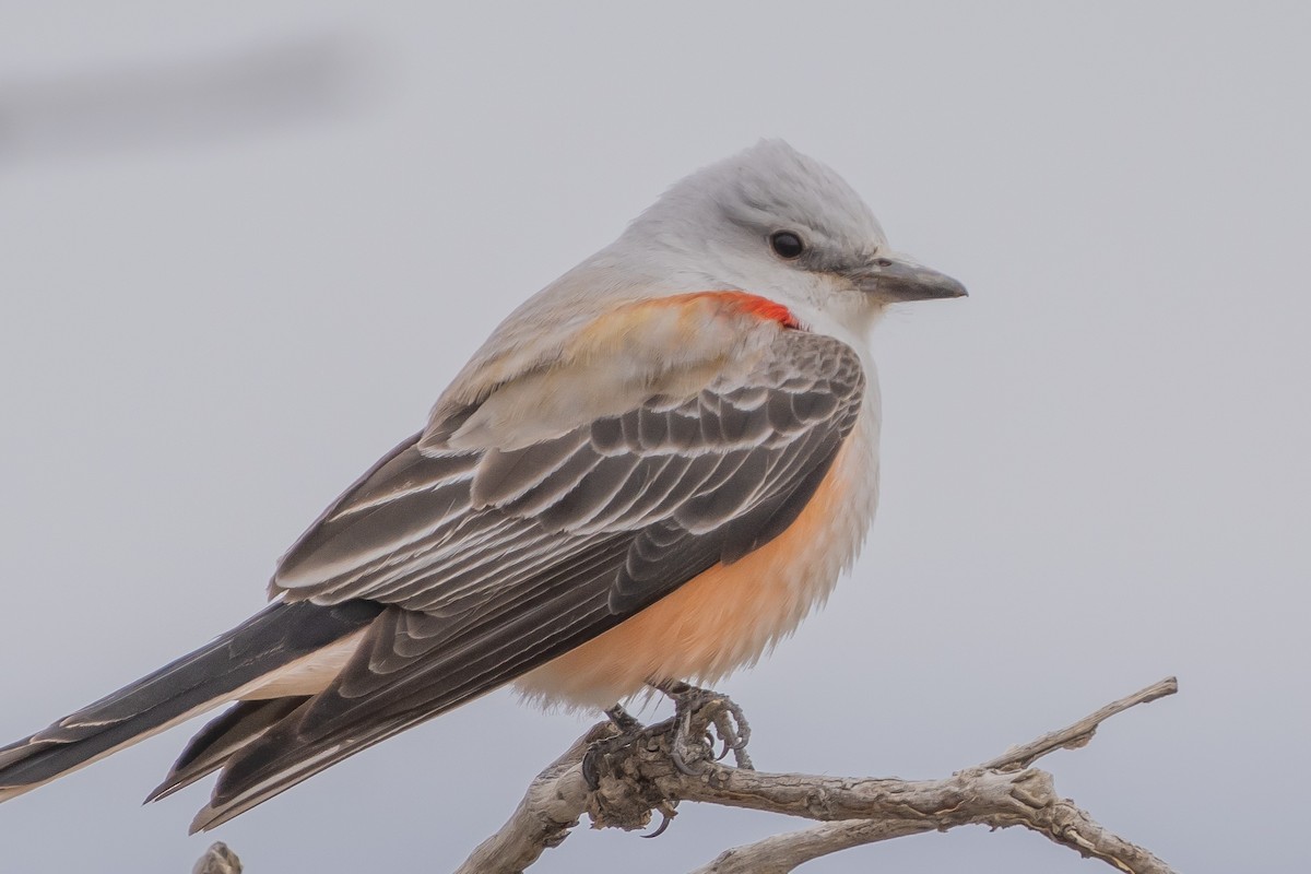 Scissor-tailed Flycatcher - ML560933811