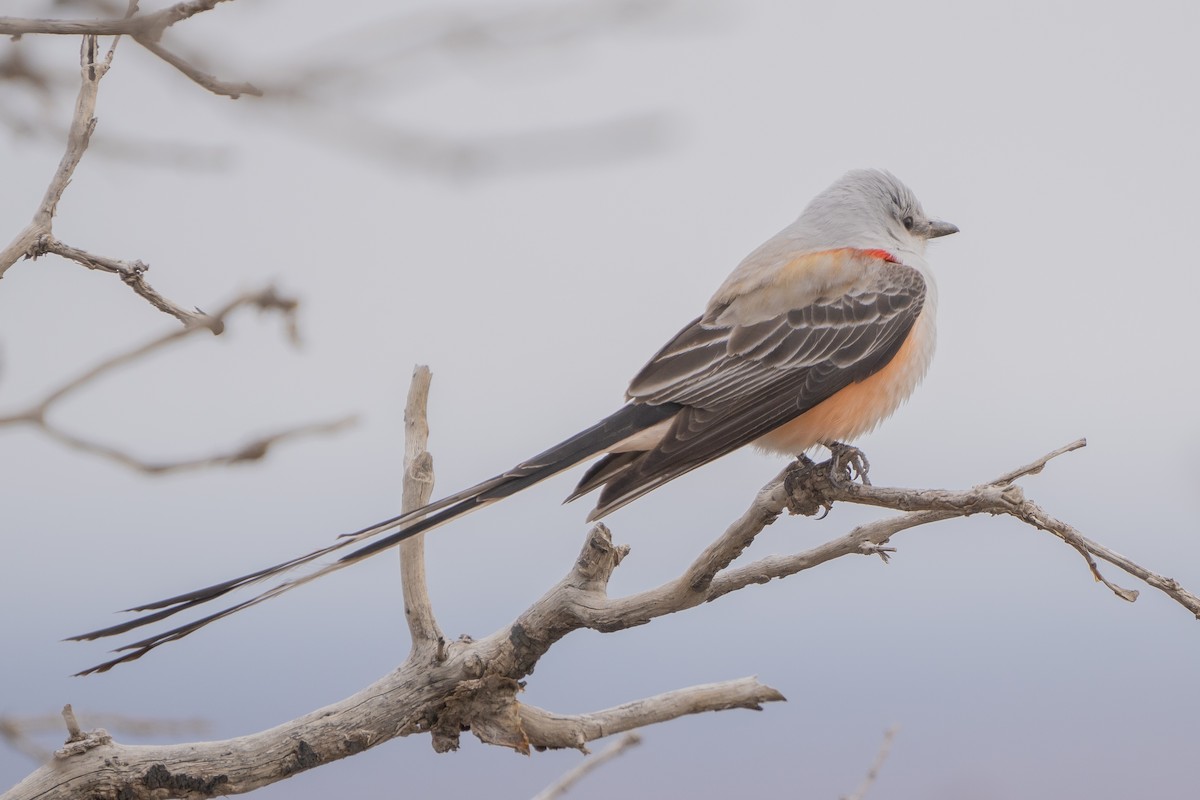 Scissor-tailed Flycatcher - ML560933951