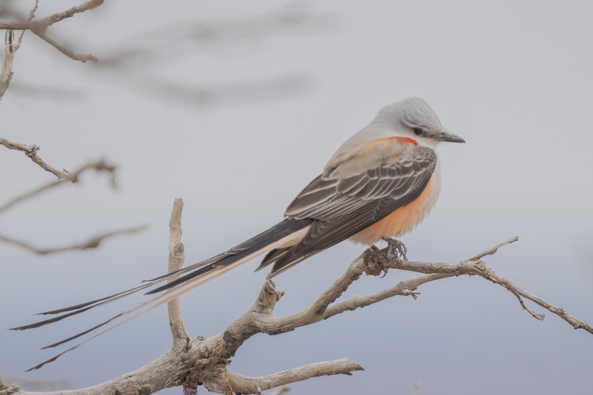 Scissor-tailed Flycatcher - ML560934221