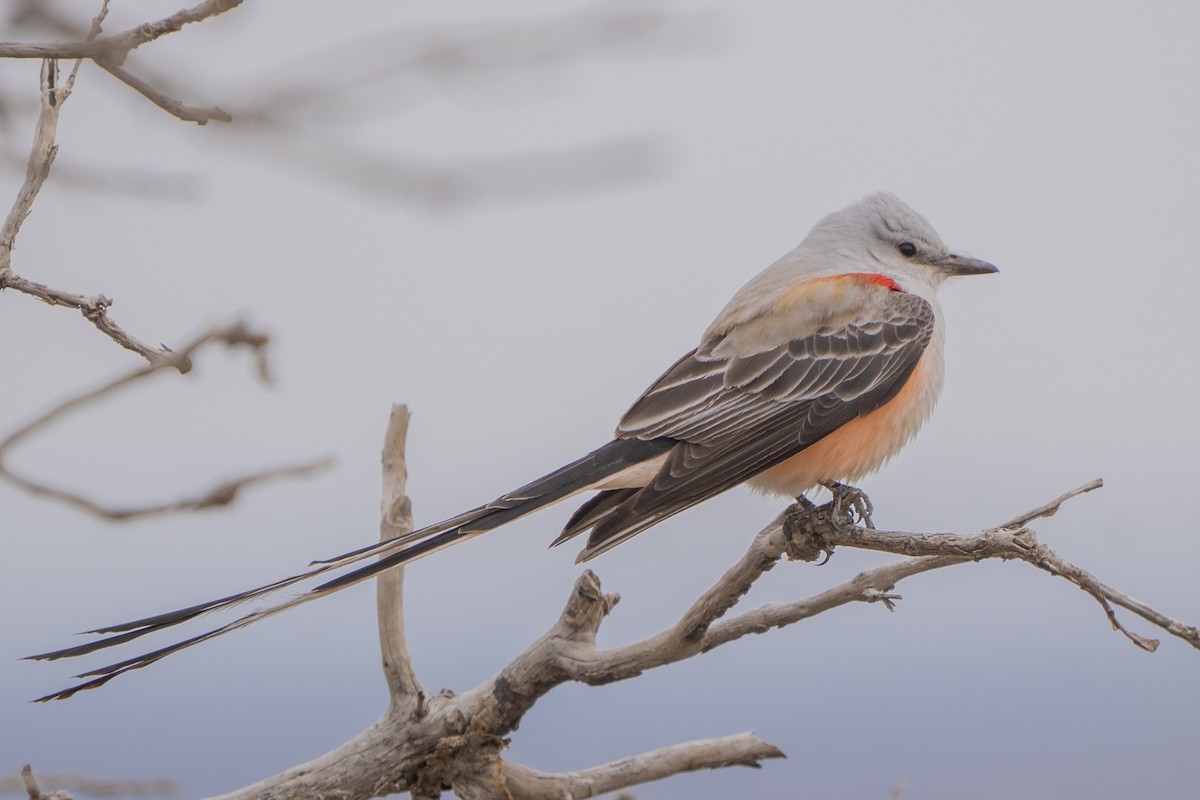 Scissor-tailed Flycatcher - ML560934231