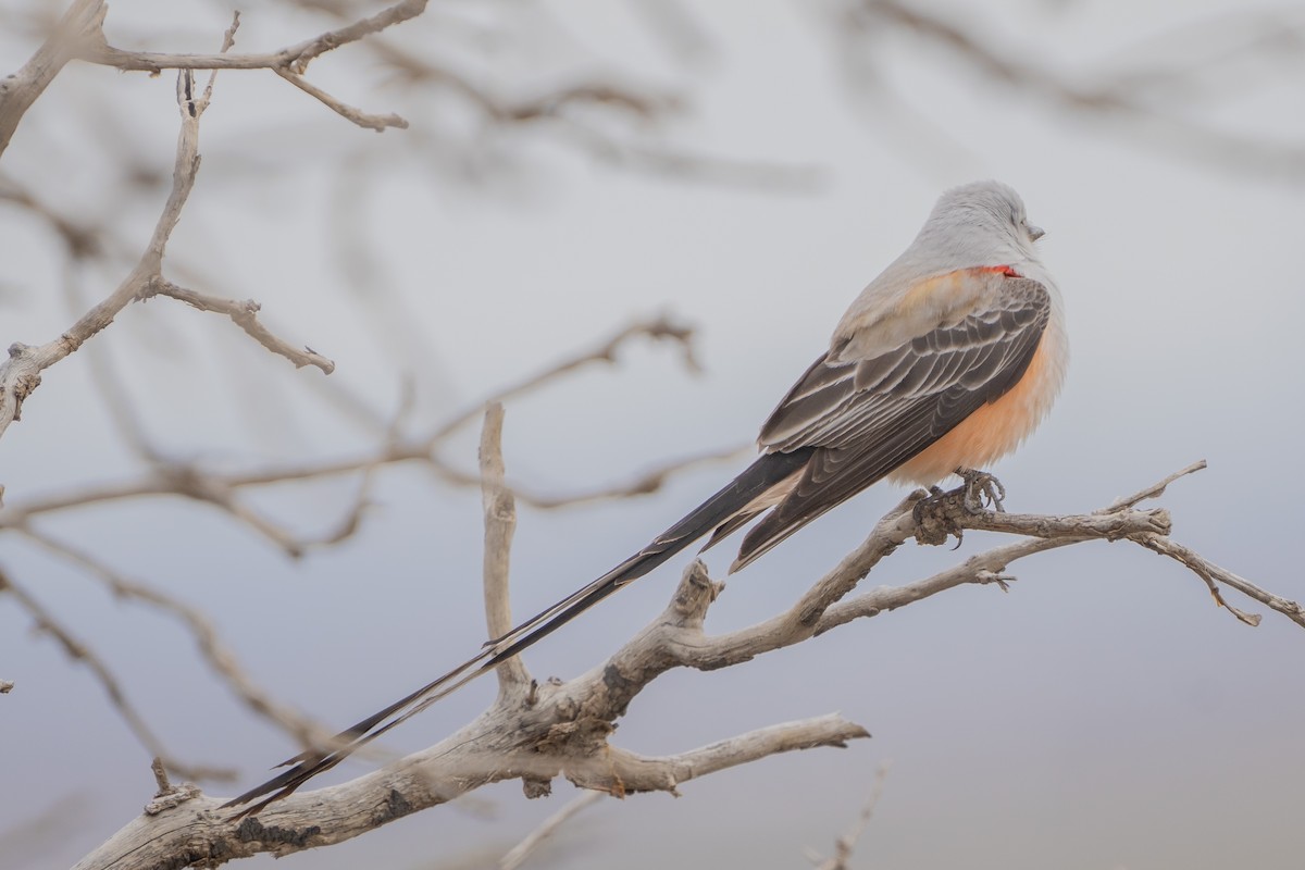 Scissor-tailed Flycatcher - ML560934301