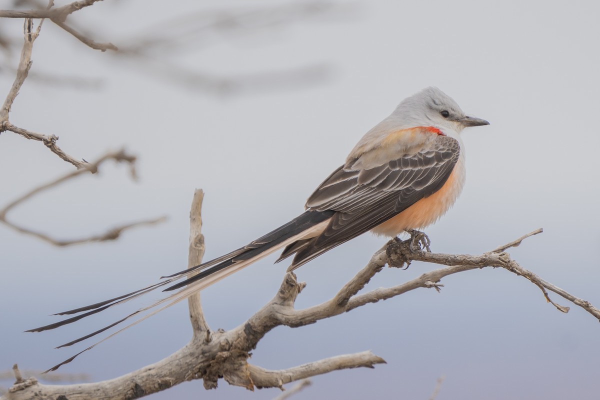 Scissor-tailed Flycatcher - ML560934311