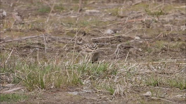 גיבתונית לבנת-גבה - ML560934331