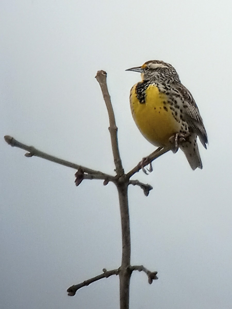 Western Meadowlark - Dave Lockman