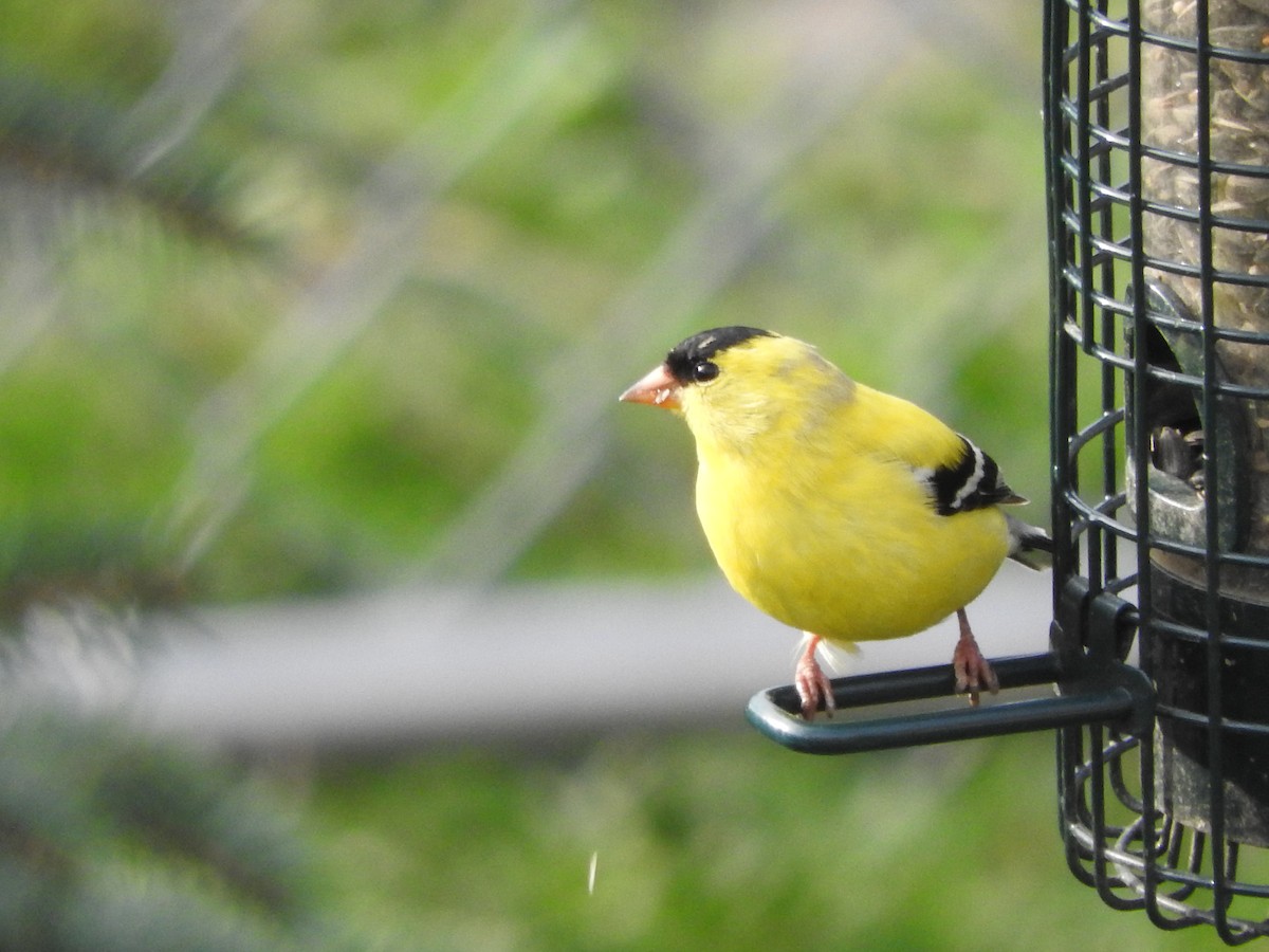 Chardonneret jaune - ML56093451