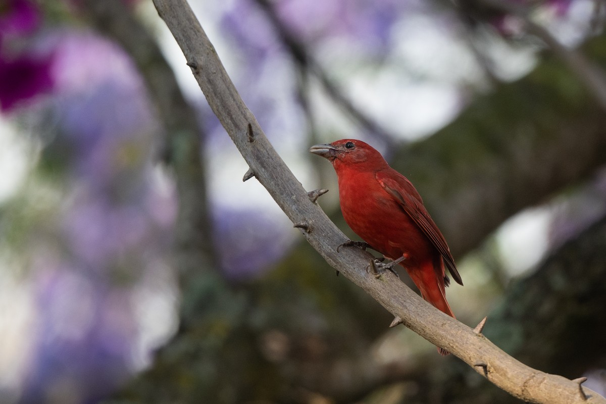 Summer Tanager - ML560934741