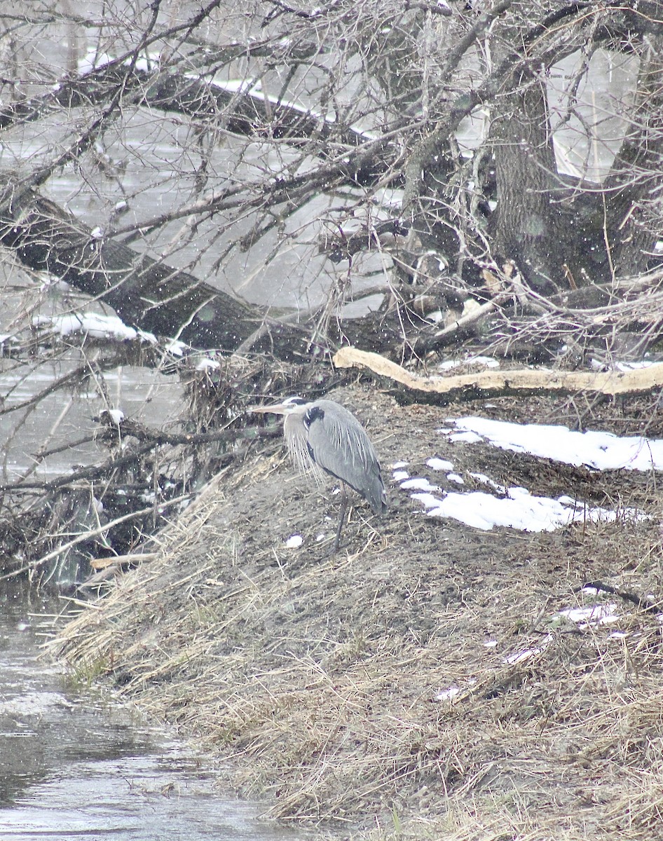 Great Blue Heron - ML560935071